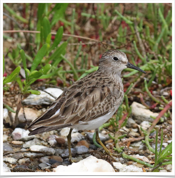 Least Sandpiper